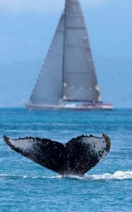 Image courtesy of Hamilton Island Race Week